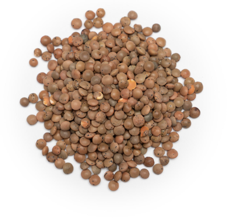 Brown Lentils per 100g Alive Whole Foods