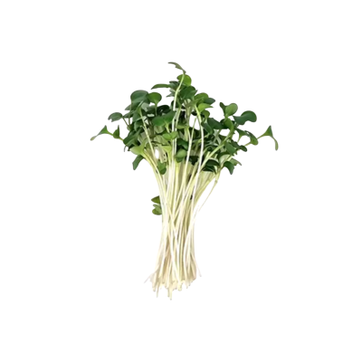 Organic Microgreen Broccoli Green Bali 40gr by Green Bali