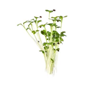 Organic Microgreen Green Mustard 40gr by Green Bali