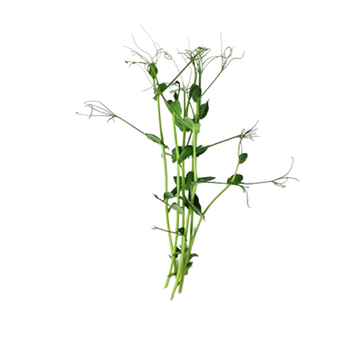 Organic Microgreen Pea Shoots 40gr by Green Bali