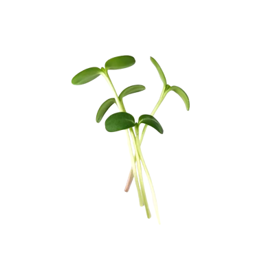 Organic Microgreen Sunflower 40gr by Green Bali