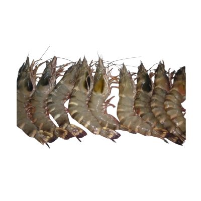 TIGER KING PRAWN (Wild) 500gr