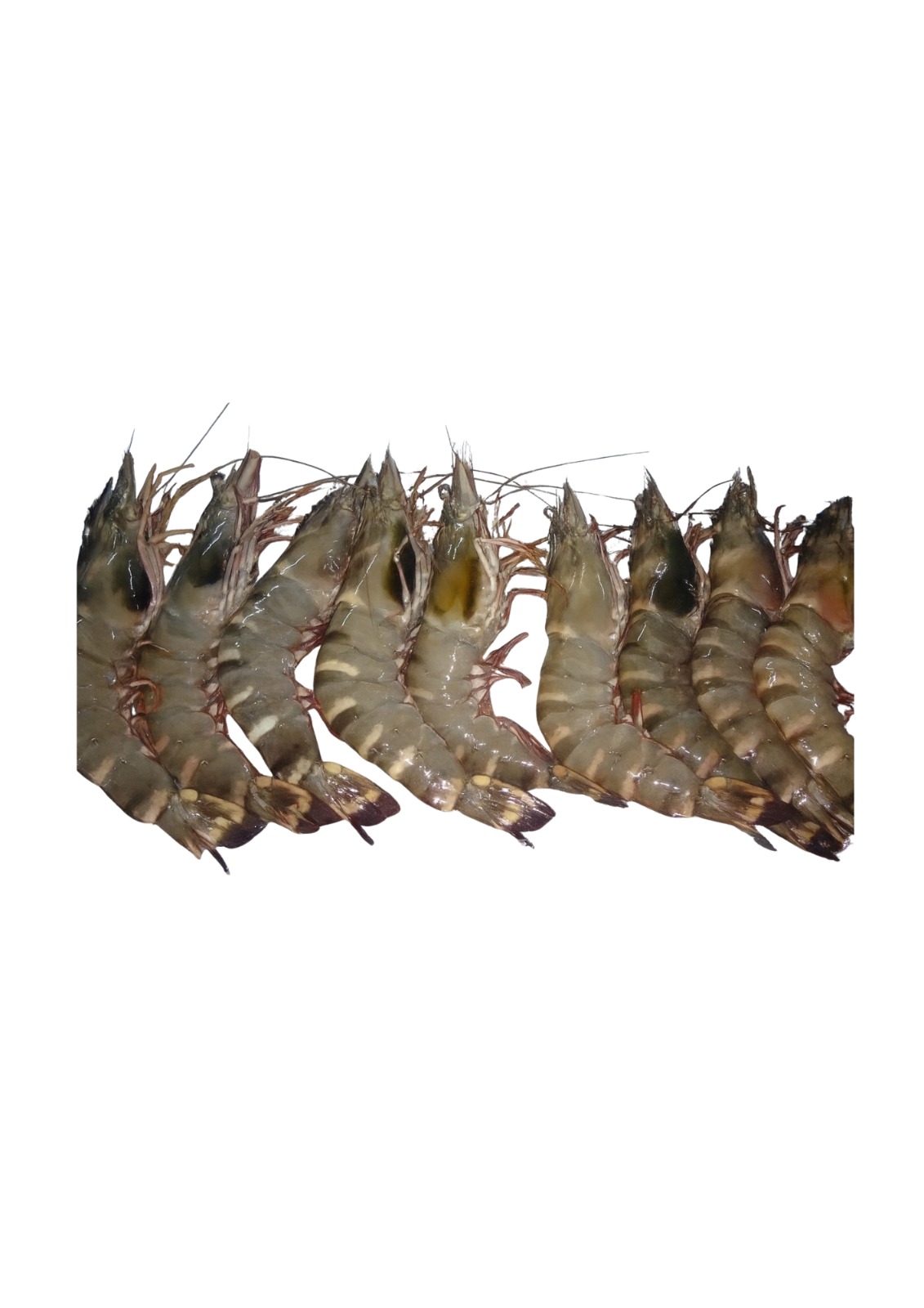 TIGER KING PRAWN (Wild) 500gr